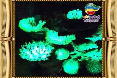 دکور-صخره-ای-آکواریوم-آب-شیرین-و-آب-شور-3