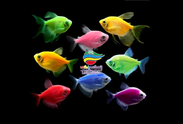رنگارنگ ترین ماهی های آکواریوم