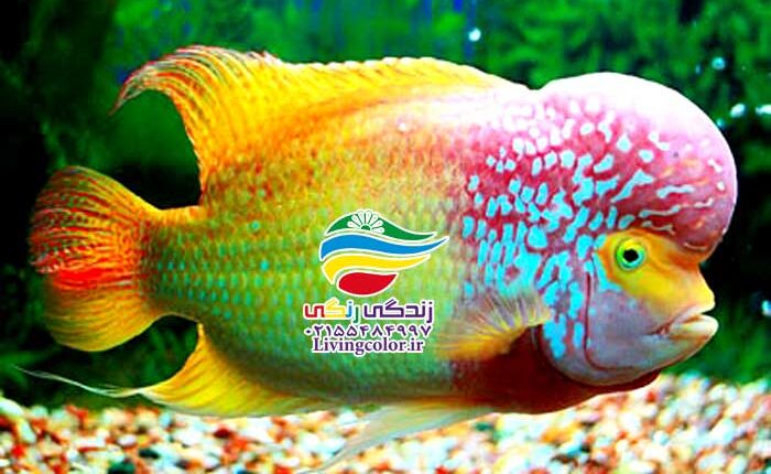   فلاورهورن