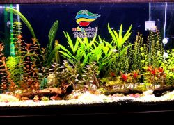 Live_Planted_Aquarium_Cheong_Kim_Tick-56a32fc05f9b58b7d0d0df51.jpg