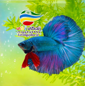 ماهی فایتر آب شیرین